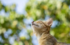 Best Pet Insurance for Dogs and Cats (Reviewed)