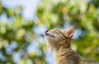 Best Pet Insurance for Dogs and Cats (Reviewed)